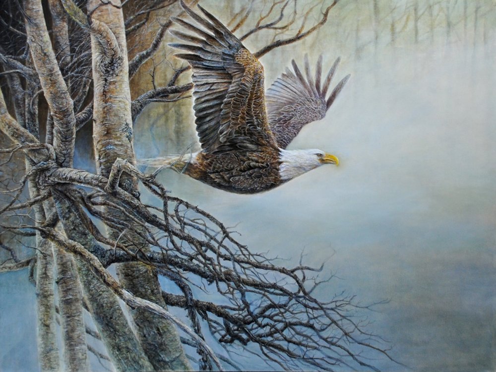 Eagle by Dennis Liu
