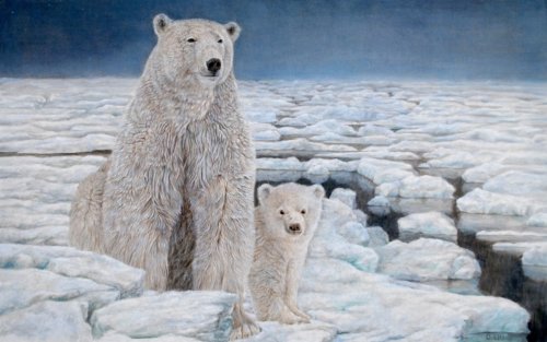 Polar Bears by Dennis Liu