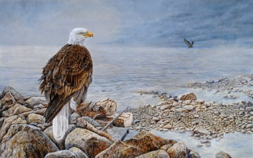 Eagle by Dennis Liu
