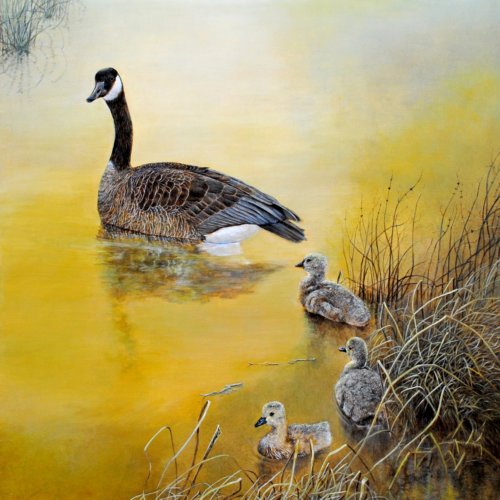 Canadian Geese by Dennis Liu