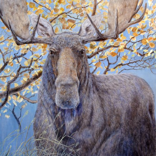Moose by Dennis Liu