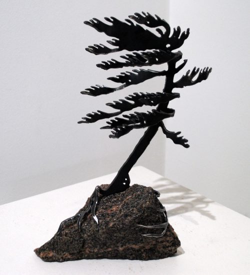 Windswept Pine (one) On Stone by Cathy Mark
